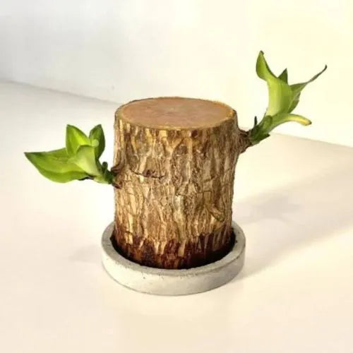 Meshooz™ Brazilian Lucky Wood Plant